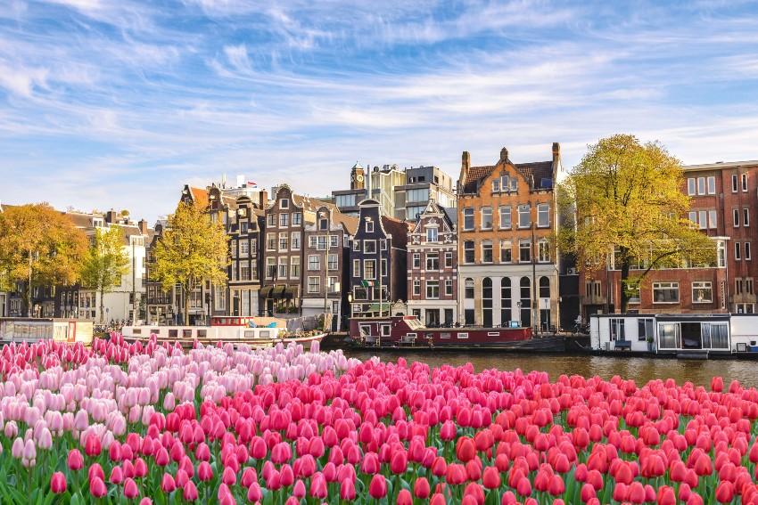 Huizen in Amsterdam met tulpen 